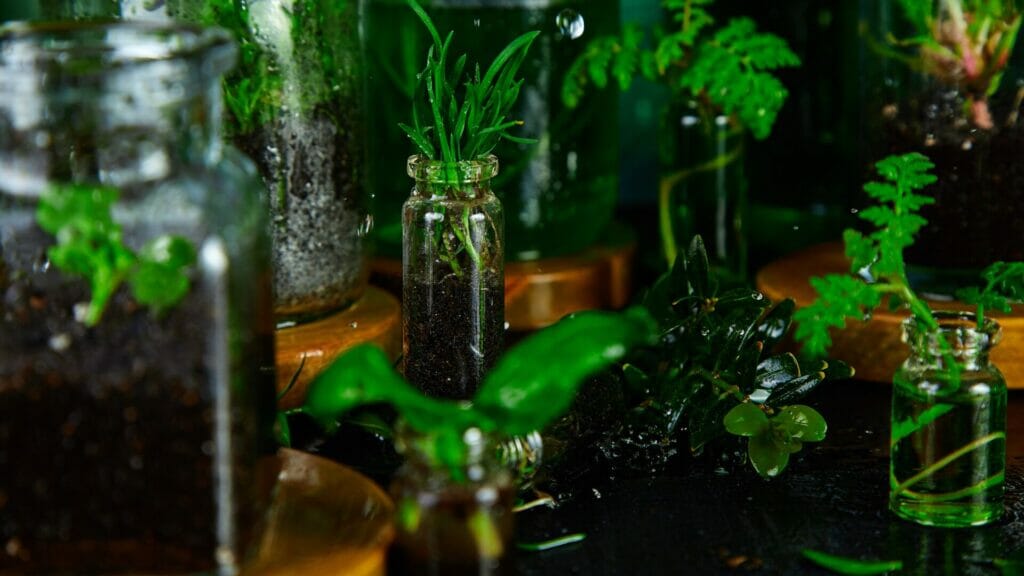 Custom glass vases filled with soil and green plants create a lush